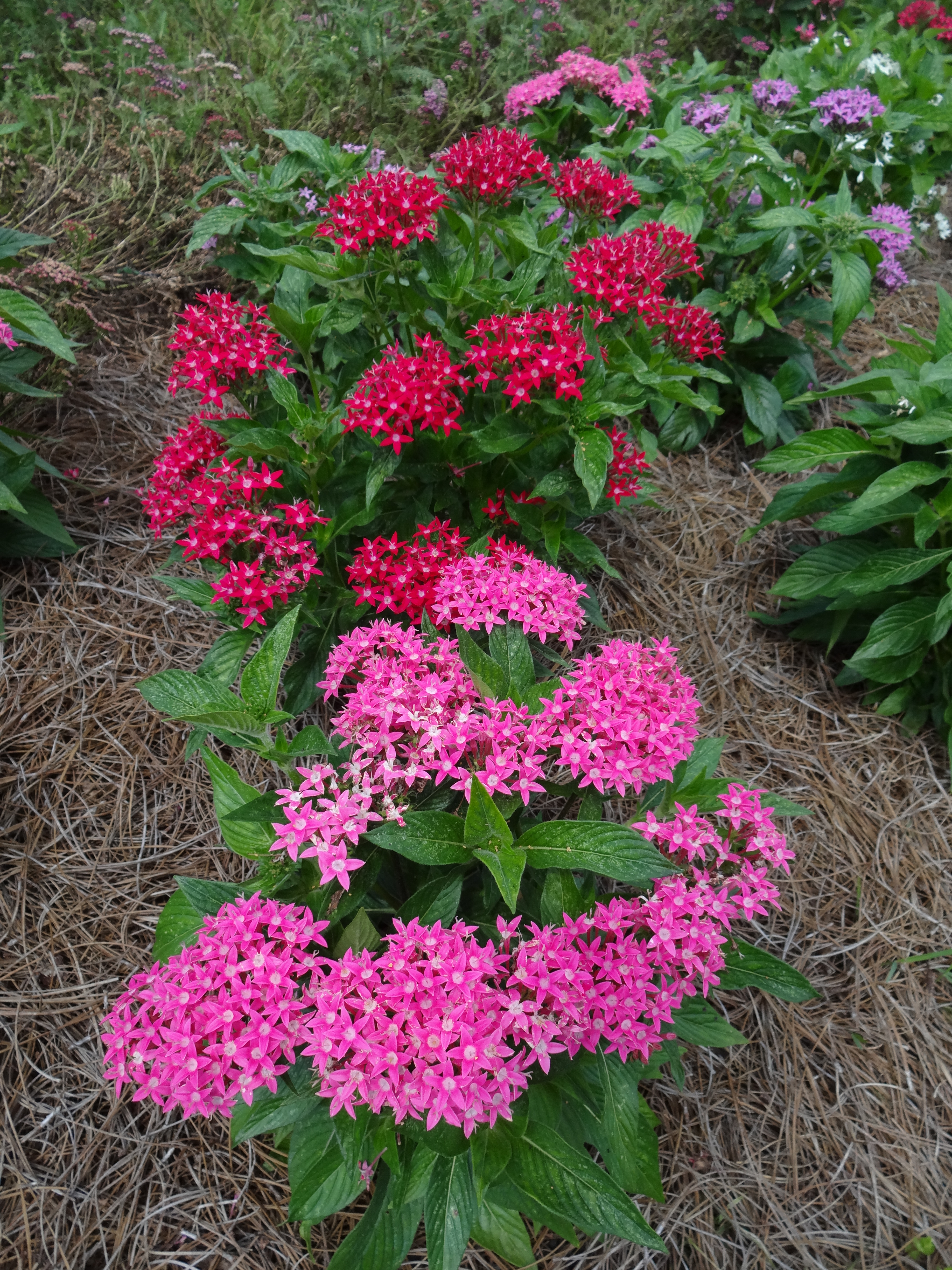 Colorful summer bedding plants take the heat